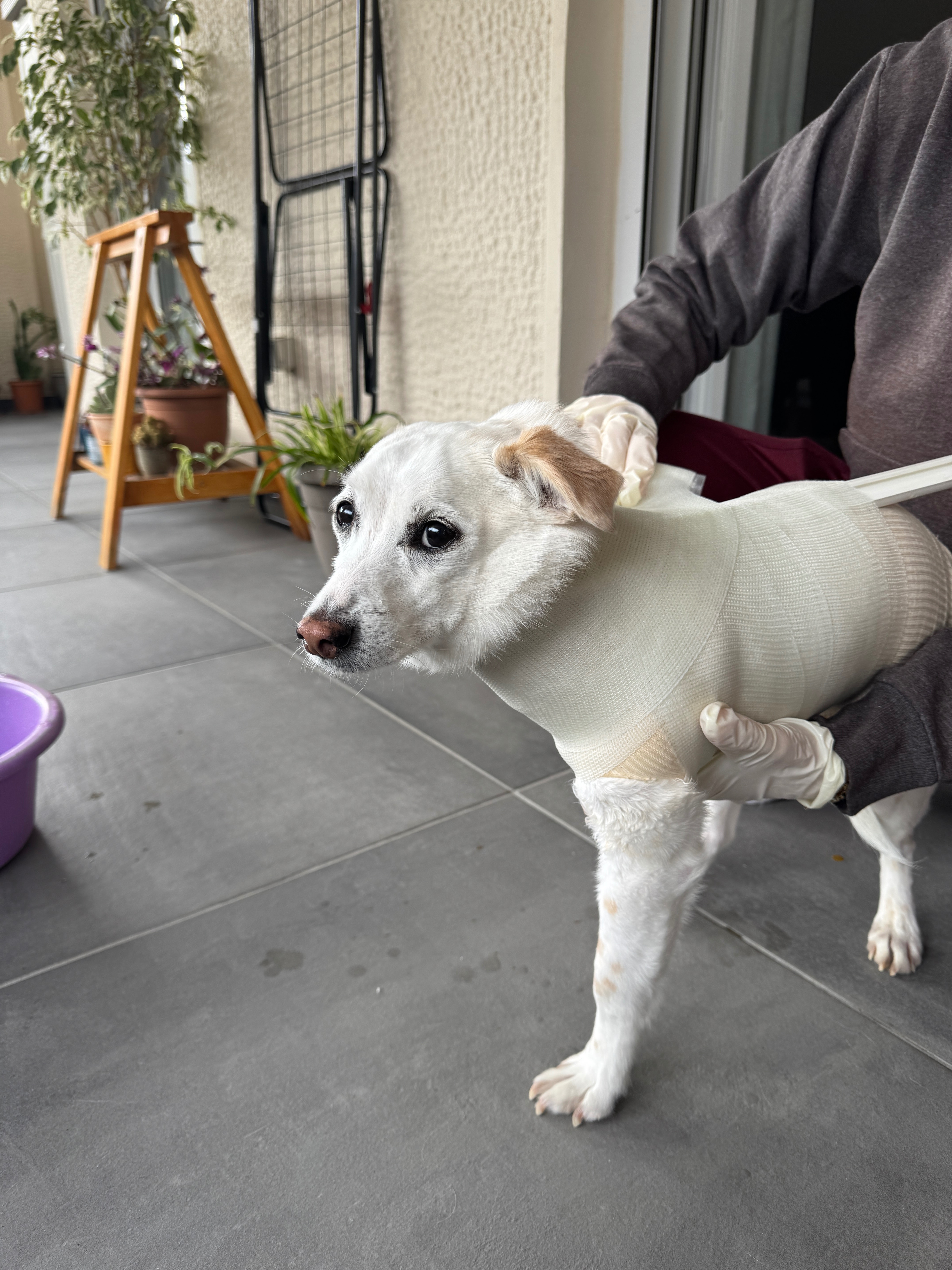 The first step of our process: professional casting materials sent worldwide for creating precise casts of dogs' residual limbs.