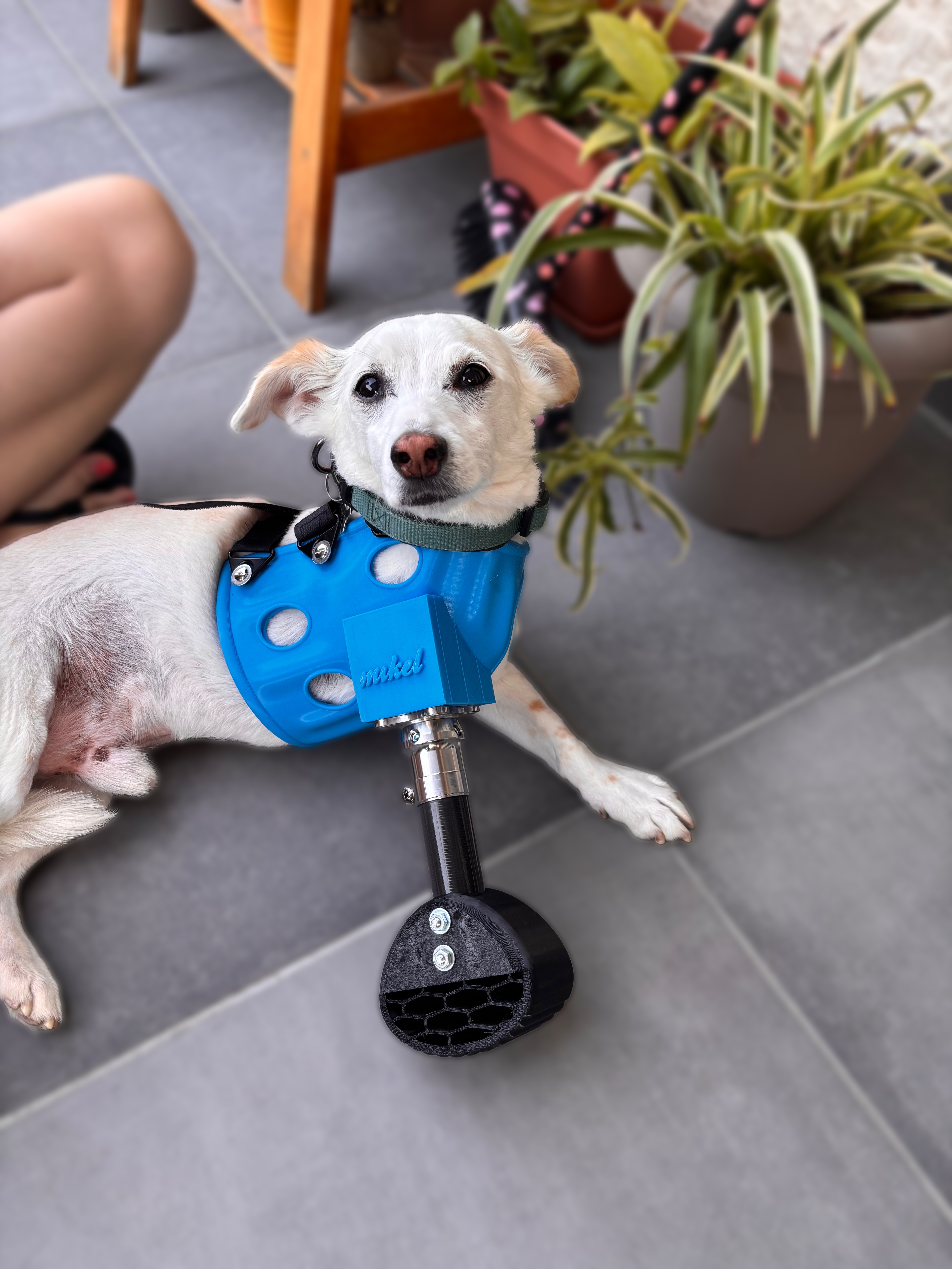 Renos, a happy dog with a blue prosthetic leg resting