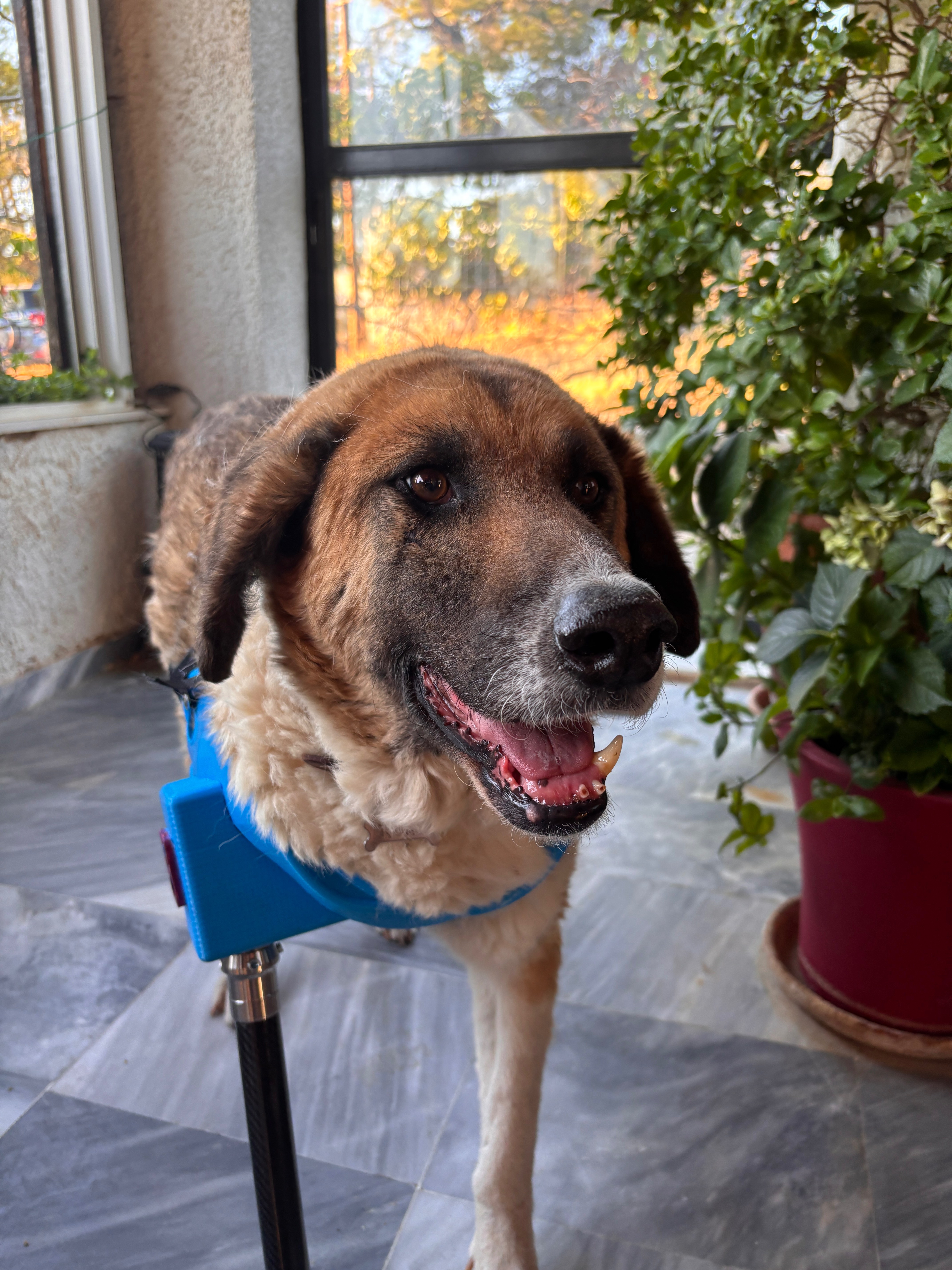 Komis, a beautiful dog with a blue prosthetic leg, showing his happy and confident demeanor